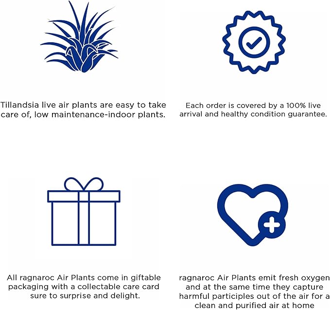 ragnaroc Live Air Plants - Tillandsia Gift Box TOR Variety Pack - 10 Count Large, 4-10 inches – Live Indoor Plants & Live 15 inch Spanish Moss – Live Plants for Home décor, Live Arrival Guaranteed