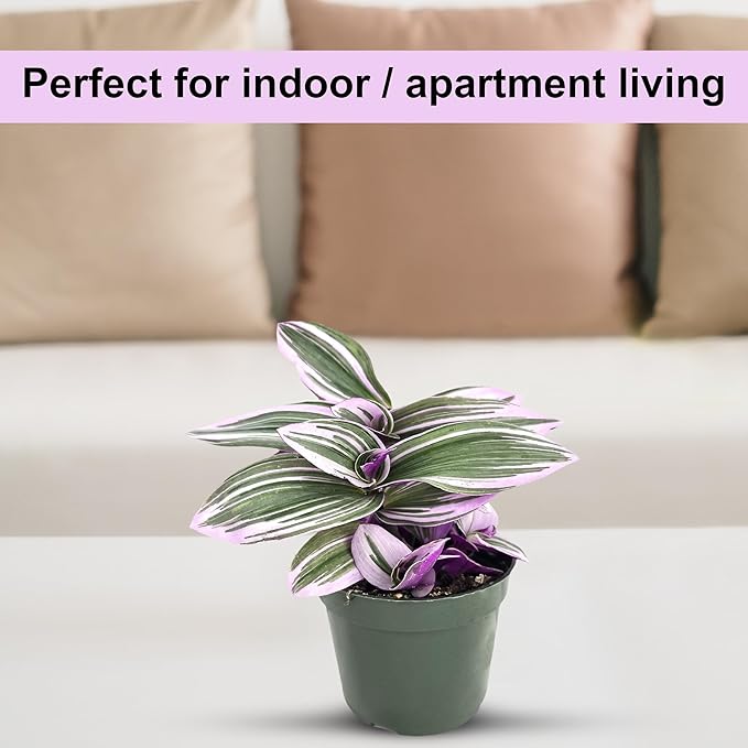 Bumble Plants Live Tradescantia Bubblegum Nanouk Purple Plant [Winter Thermal Packaging Included] | Fully Rooted Rare Houseplant for Home Office Wedding Decorations | Indoor and Outdoor Plant