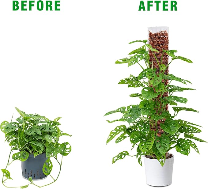 Bonviee 2 Pcs 24 Inch + 2 Pcs 36 Tall Plastic Moss Poles for Monstera – Large D-Shaped Climbing Plant Support, Works with Sphagnum Moss, Includes 2 Garden Ties