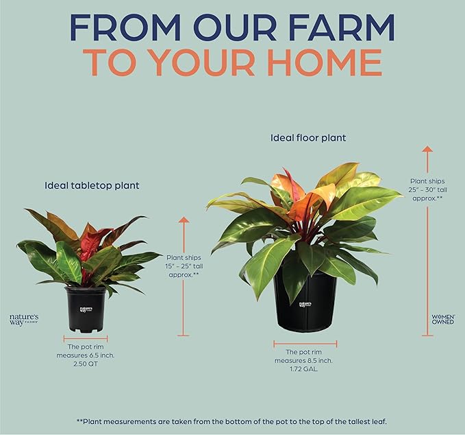 Nature's Way Farms Philodendron Prince of Orange Live Plant (25-30 in. Tall) in Grower Pot