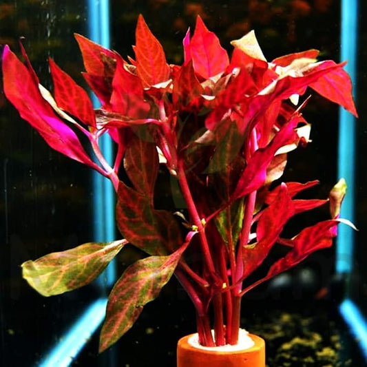 Alternanthera Reineckii VAR. Rosanervig Mini Freshwater Red Stems Live Aquarium Plant