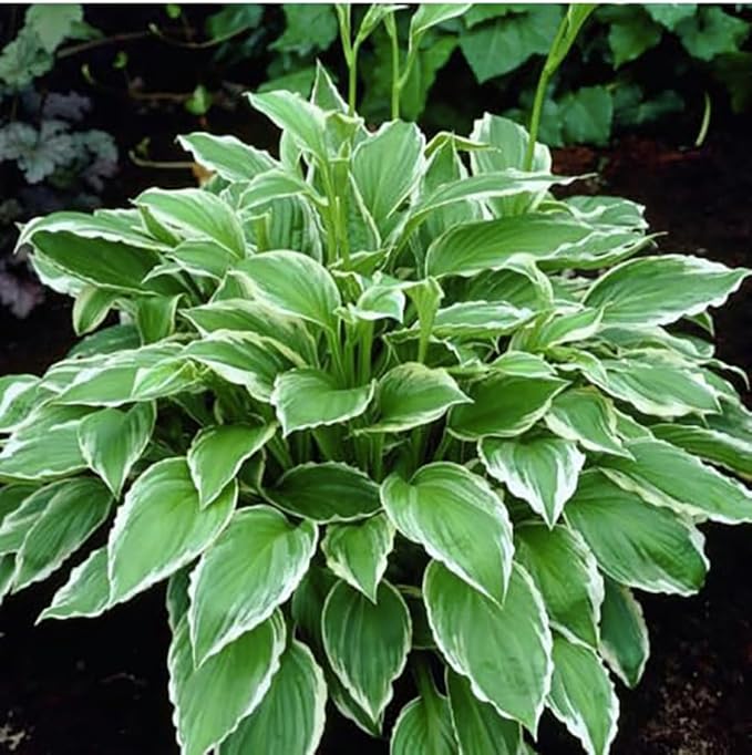 Fire and Ice Hosta - Shade Plant 24" Tall