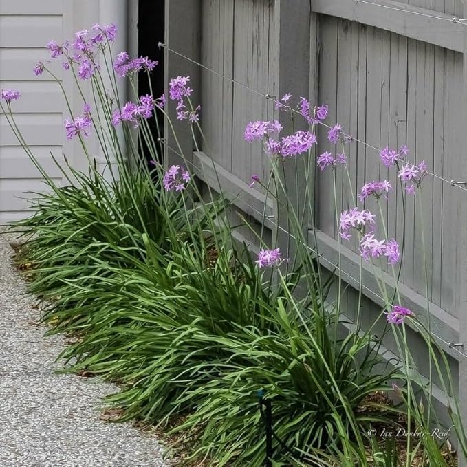 Society Garlic | 1 Large Gallon Size Plant I Tulbaghia Violacea I Live Fragrant Purple Blooms & Edible Leaves, Easy-Care, Drought-Resistant Outdoor Herb