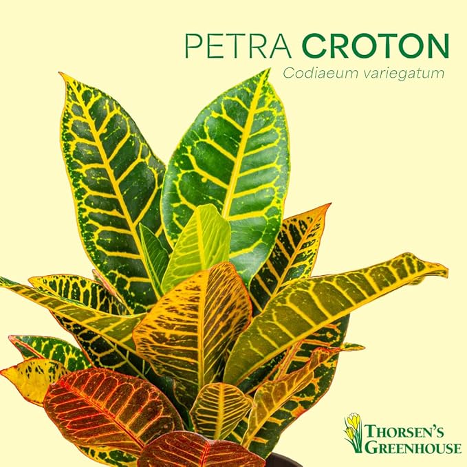 Thorsen's Greenhouse Live Petra Croton Plant, Codiaeum Variegatum, Colorful Foliage, Live Indoor Houselant (Copper, 4-inch Pot)