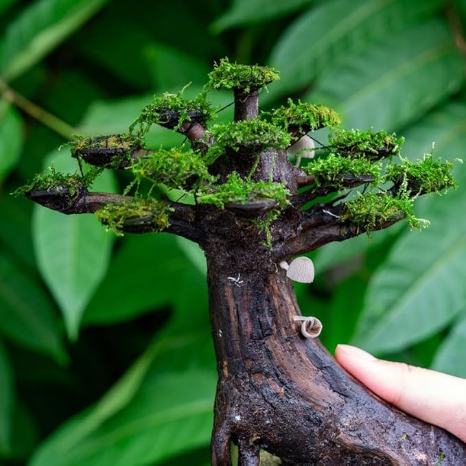 SubstrateSource Live Planted Bonsai - Java Moss on Bonsai Driftwood - Bright Green Aquascaping Decor for Freshwater Aquariums - Large