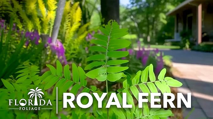 Royal Fern | 20 Live Plants | Osmunda regalis | Decorative Shade-Loving Perennial | Lush Green Foliage for Moist Gardens & Landscapes