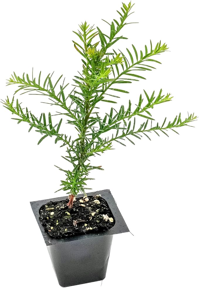 1 Coastal Redwood Tree – Live Plant – Sequoia sempervirens – Thriving in 3” Deep Nursery Cube – 5-8” Tall, Fast-Growing & Majestic Evergreen