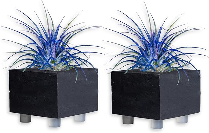 Air Plants - Tillandsia Ionantha - Organically Enhanced Color - Live Arrival Guaranteed - House Plants for Home Decor & Gift (Blue_Bell_2pk+2_Black Planters)