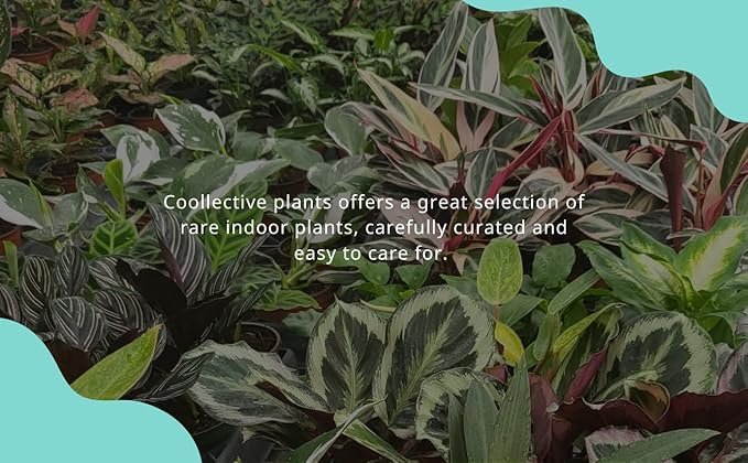 CoollectivePlants Stromanthe Triostar - Live Plant in 6″ Grower’s Pot, Stromanthe Triostar Live Plant, Easy Indoor House Plants, Low Maintenance Houseplant (6″ Wide Pot)