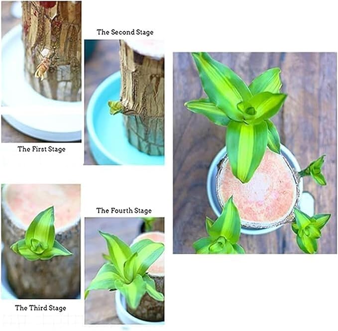 Brazilian Lucky Wood & Lucky Growth Kit,Grow Your Own Luck,Mini Sculpture Art,Good Luck Offices, Kitchens, Living Rooms, Home Decorations (C)