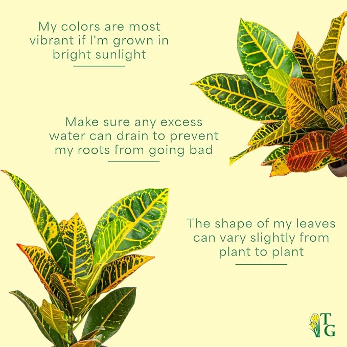 Thorsen's Greenhouse Live Petra Croton Plant, Codiaeum Variegatum, Colorful Foliage, Live Indoor Houselant (Gold, 4-inch Pot)