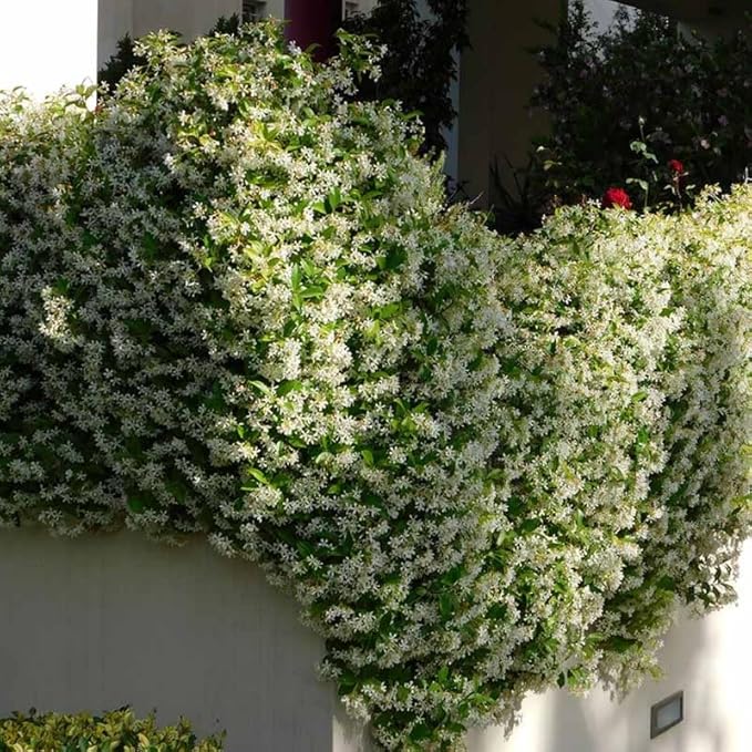 2 Night Blooming Jasmine Plants Live, Climbing Jasmine Indoor Outdoor Live, Fragrant, 5-9" in Tall, No Pot, Hardy and Fast-Growing