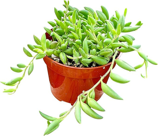 Live Succulent (4" String of Fish Hooks), Succulents Plants Live, Succulent Plants Fully Rooted, Rare House Plant for Home Office Decoration, DIY Projects, Party Favor Gift by The Succulent Cult