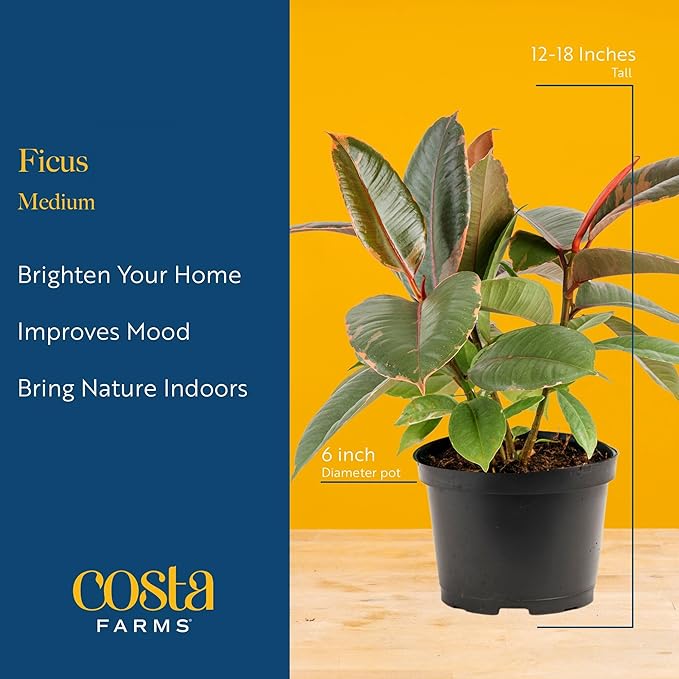 Costa Farms Ficus Live Plants (Pack of 6), Easy to Grow Live Indoor Houseplants, Grower's Choice Collection, Potted in Minimal Decor Plant Pots, Potting Soil, Housewarming Gift, Home and Room Decor
