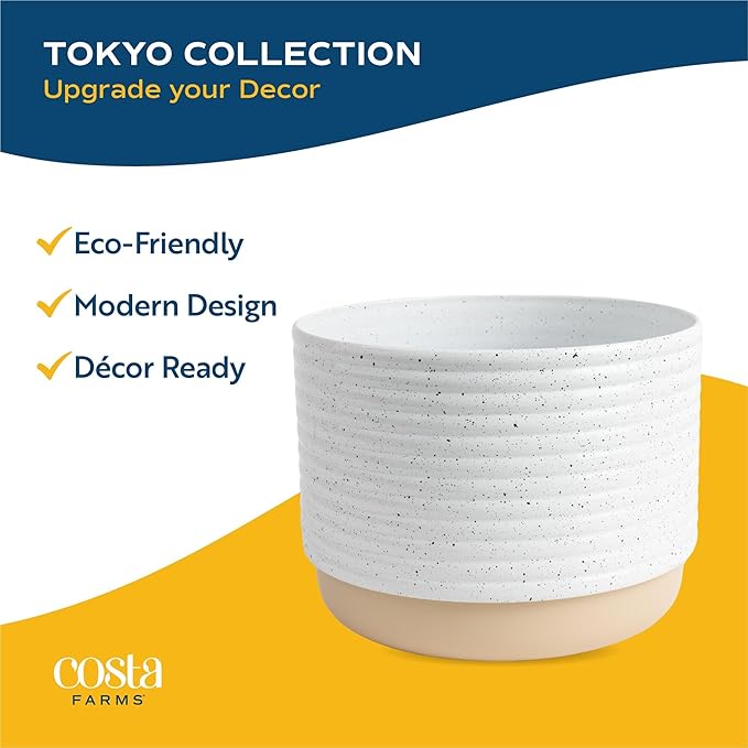 Costa Farms Ficus Live Plants (Pack of 6), Easy to Grow Live Indoor Houseplants, Grower's Choice Collection, Potted in Minimal Decor Plant Pots, Potting Soil, Housewarming Gift, Home and Room Decor