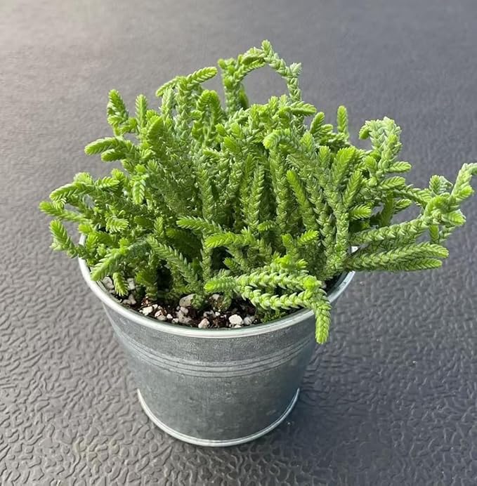 Watch Chain Succulent with Vintage Metal Pot, Rare Live Crassula muscosa Plant, Home Office Indoor Outdoor Wedding Decoration DIY Projects Party Favor
