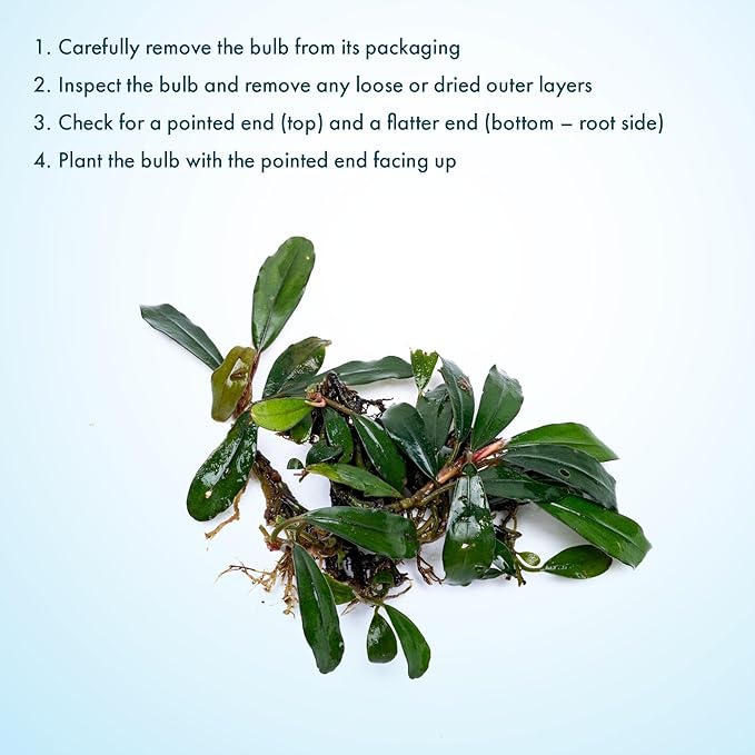 SubstrateSource Live Plants - Giant Motleyana Buce (Bucephalandra sp. 'Giant Motleyana') - Low Light, Iridescent Green Aquatic Plant, Foreground to Midground Placement - Rhizome Growth - Loose, 1 Pack