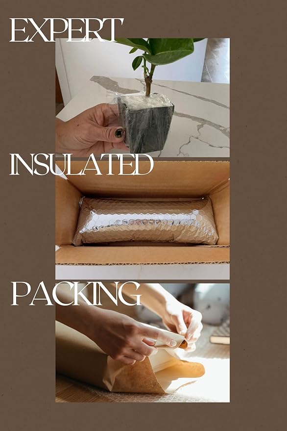 Generic Purple Bottlebrush Starter Plant Callistemon Citrinus Jeffersii Starter Plant Shrub Pink Floral Live Plant Landscape Outdoor Garden Plant