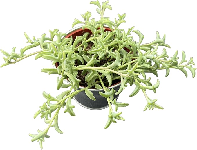 String of Dolphins with 4" Vintage Metal Pot, Live Succulent Plant Fully Rooted in Pots with Soil, Rare House Plant for Home Office Wedding Decoration DIY Projects Party