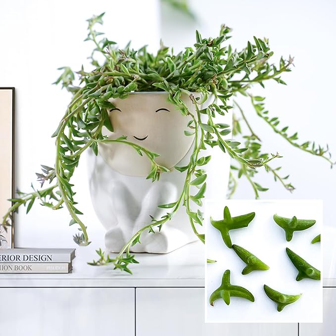 Live Succulents String of Dolphins (4-inch), Succulent Plants Fully Rooted in Pots with Soil, Easy-Care House Plant for DIY, Home Office Decor, Wedding Party Favor