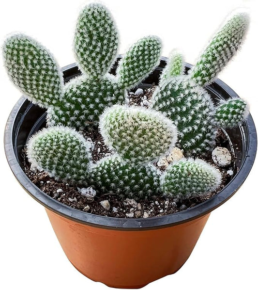 Live Succulents 'Bunny Ear Cactus' (4-inch), Succulent Plants Fully Rooted in Pots with Soil, Easy-Care House Plant for DIY, Home Office Decor, Wedding Party Favor