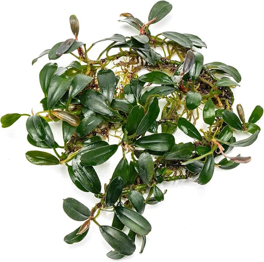 SubstrateSource Bucephalandra Brownie Phoenix Live Aquarium Plant - Natural Freshwater Fish Tank Decorations, Aquatic Decor (Small Clump (3-5 Plants))