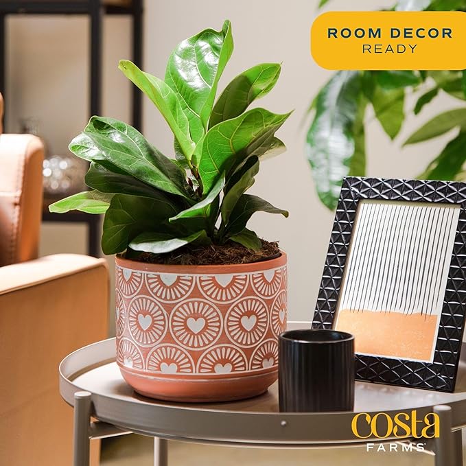 Costa Farms Fiddle Leaf Fig Tree Live Plant, Little Ficus Indoor Plant in Modern Decor Planter, Houseplant Potted in Potting Soil, Birthday, Housewarming, Home Decor, 1-Foot Tall