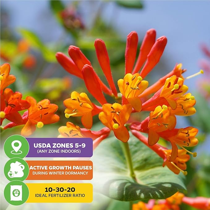 Trumpet Honeysuckle Coral Live Plant - Lonicera sempervirens - Wellspring Gardens Vibrant Blossoms, Honeysuckle Plants Live in Full Bloom Great for Nature Lovers & Gardeners- Outdoor & Indoor Planting