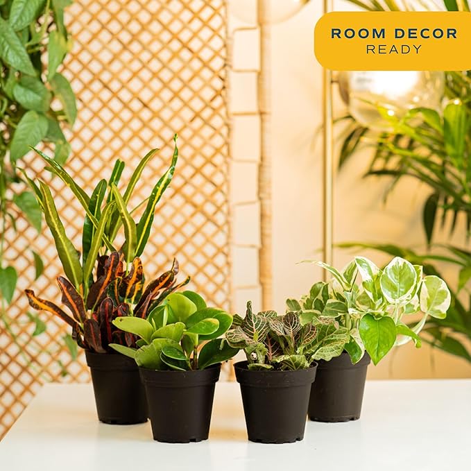 Costa Farms Live Plants (Pack of 4), Easy to Grow Live Indoor Houseplants in 3.8-Inch Plant Pots, Hand-Selected Varieties, Home and Room Decor, 8-10 Inches Tall