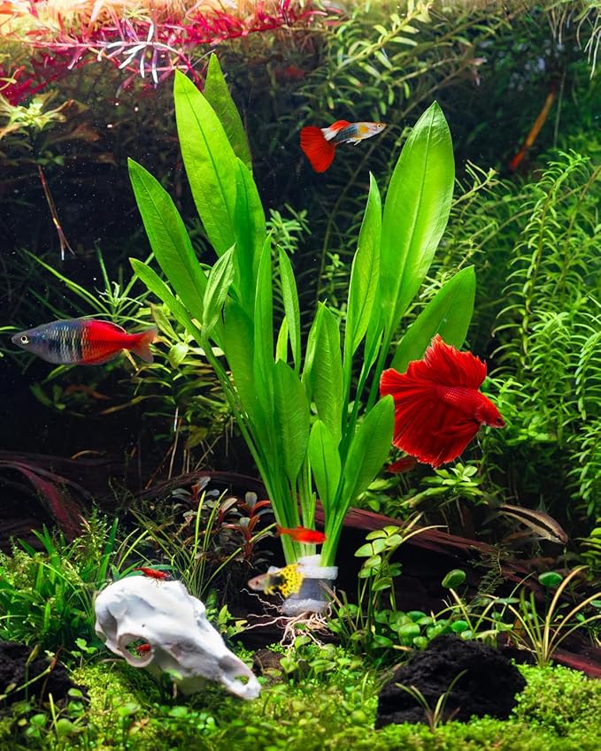 SubstrateSource Live Plant - Amazon Sword (Echinodorus Bleheri) - Beginner Friendly, Easy Care, Medium Light, Midground to Background Placement - Freshwater Aquarium Decoration - 1 Bunch (4-5 Plants)