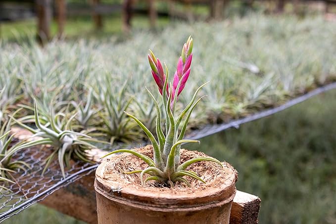Tillandsia Caput Medusae Air Plants - Live Succulent House Plants - Available in Wholesale and Bulk - Home and Garden Decor - Easy Care Indoor/Outdoor Air Plant (Pack of 25)