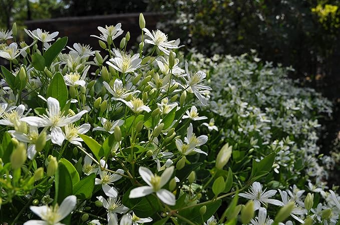 Clematis Sweet Autumn - 5 Live Plants in 4 Inch Growers Pots - Clematis 'Sweet Autumn' - Starter Plants Ready for The Garden - Beautiful White Flowering Vine