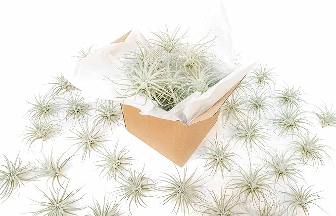 Air Plant Shop 5 Pack Rare Tectorum Ecuador Air Plants - Unique, Bright White, Nursery-Grown Tillandsia House Plant with Fuzzy Trichomes for Terrariums, Driftwood & Living Walls - Wholesale
