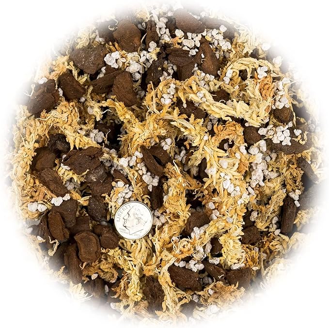 GARDENERA Premium Preserved Reindeer Moss for Potted Plants, Terrariums, Fairy Gardens, Arts and Crafts or Floral Decor Design in Natural (2 Quart Bag)