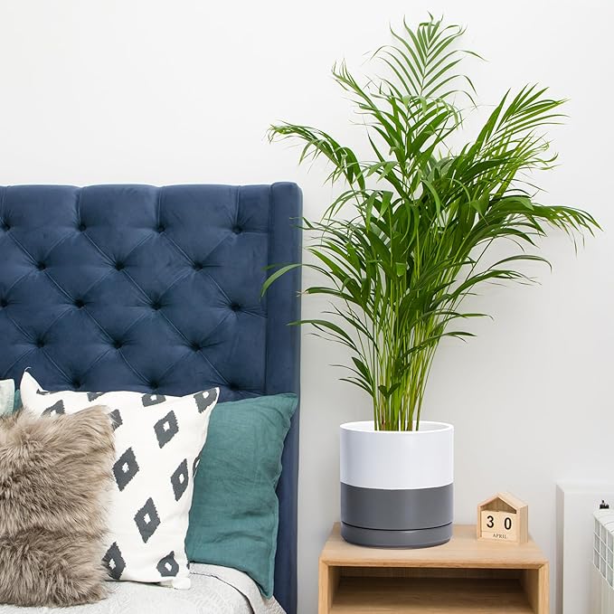 D'vine Dev Set of 2 Plants Pots, 8.2 Inch Ceramic Planter Pot for Plants with Drainage Hole and Saucer, White/Speckled Grey, 94-V-D-6