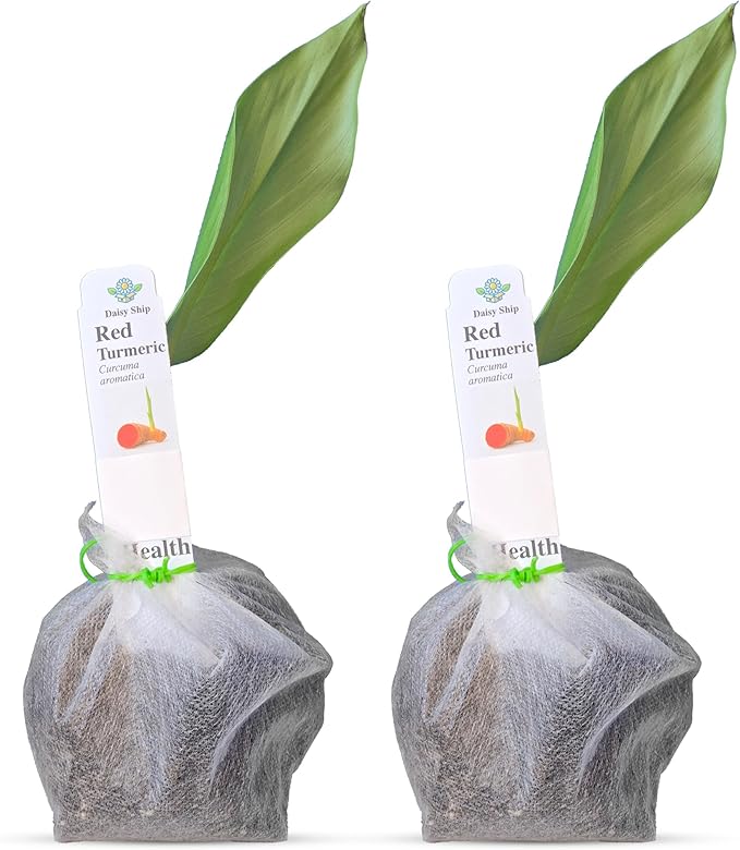 Live Red Turmeric Plants (Curcuma Longa) - Healthy Rhizome and Plant for Home Gardening & Medicinal Use (2 red Turmeric Bags)