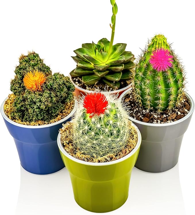 Gardenera Premium Albuca Spiralis Potting Soil Mix - Perfect Balance of Nutrients, Drainage, and Aeration for Thriving Blooms - 5 Quart