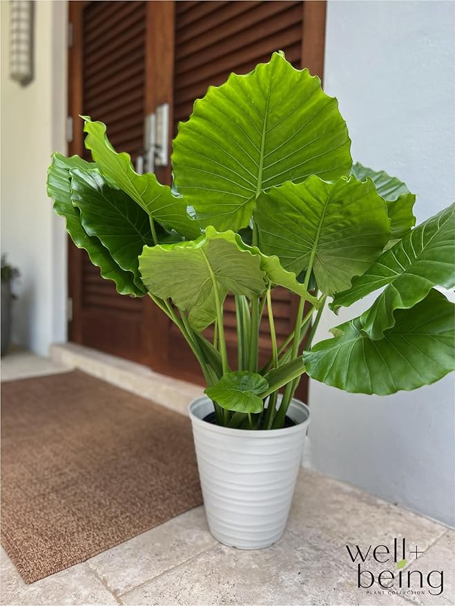 Nature's Way Farms Alocasia California Live Plant 25-30 in. Tall in Grower Pot