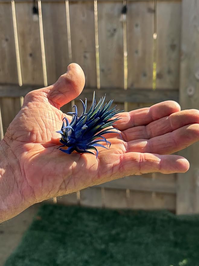 Air Plants - Tillandsia Ionantha - Organically Enhanced Color - Live Arrival Guaranteed - House Plants for Home Decor & Gift (Blue_Bell_1_Pk+Planter)