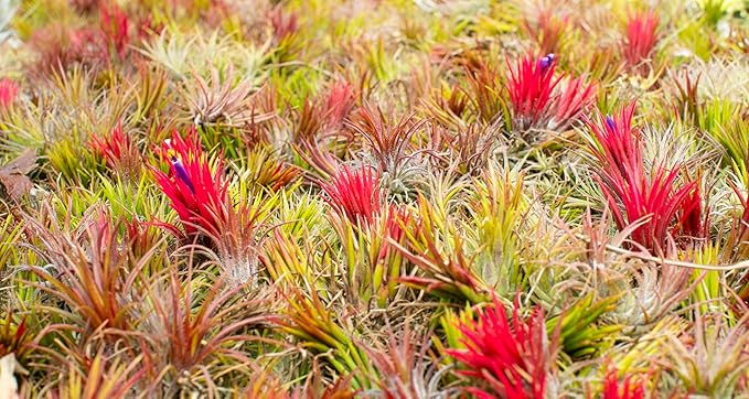 Air Plants - Tillandsia Ionantha - Organically Enhanced Color - Live Arrival Guaranteed - House Plants for Home Decor & Gift (Pink_Coral_Blue_Mix_3pk+3_Black_Planters)
