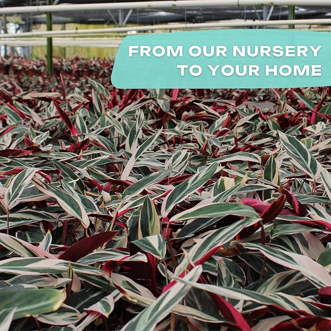 CoollectivePlants Stromanthe Triostar – Live Plant in 6″ Growers Pot, Easy Care Indoor Plant, Low Maintenance Houseplant, Rare House Plants Live