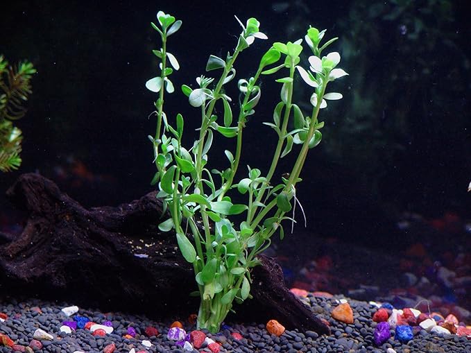 10 Species Live Aquarium Plants Package - Microsorum Java Fern, Swords, Vallisneria and More!
