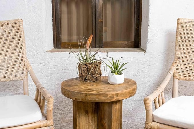 Air Plant Shop Cork Bark Planters with Assorted Air Plants- Wholesale and Bulk - Succulents - Live Tillandsia - Easy Care Indoor and Outdoor House Plants