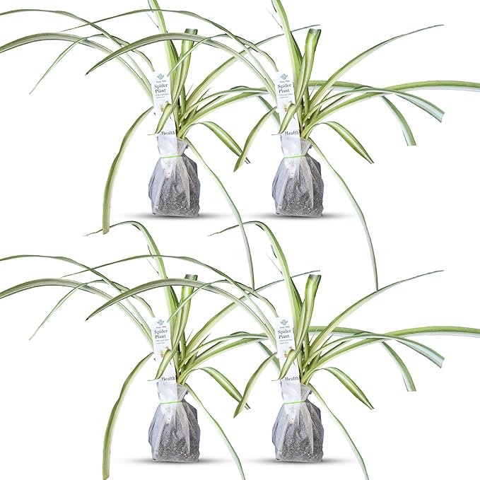 Healthy Spider Plant - Easy Care, Air-Purifying Houseplant (4 Spider sacs)