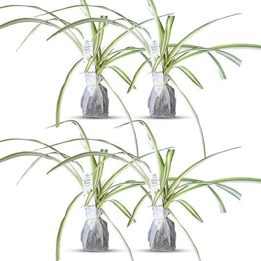 Healthy Spider Plant - Easy Care, Air-Purifying Houseplant (4 Spider sacs)