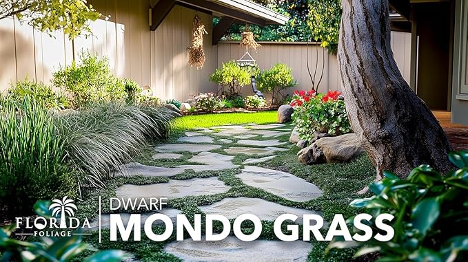 Dwarf Mondo Grass | 5 Large 4 Inch Pots | Ophiopogon Japonicus Nanus | Live Evergreen Shade Loving Groundcover