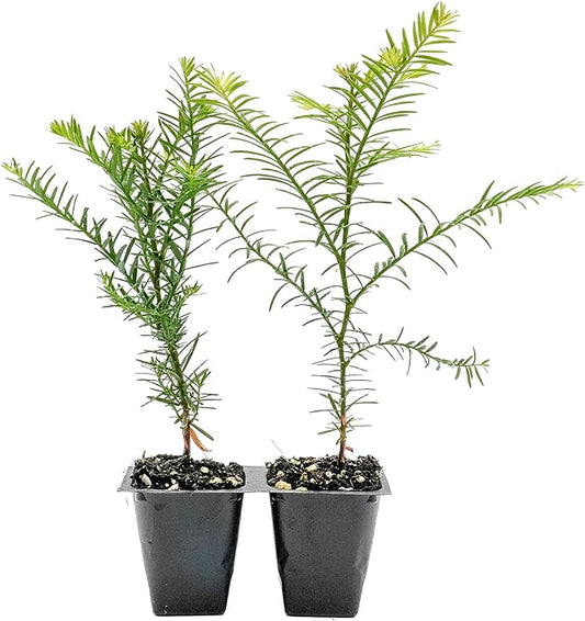 2 Coastal Redwood Trees – Live Plants – Sequoia sempervirens – Thriving in 3” Deep Nursery Cubes – 5-8” Tall, Fast-Growing & Majestic Evergreen