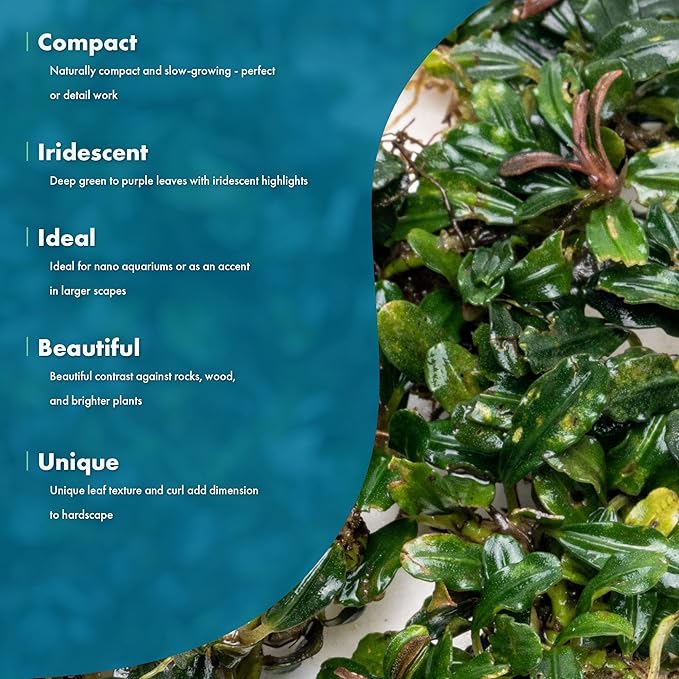 SubstrateSource Bucephalandra Lamandau Mini Purple Live Aquarium Plant - Natural Freshwater Fish Tank Decorations and Aquatic Decor (Plant (10-15 Leaves))