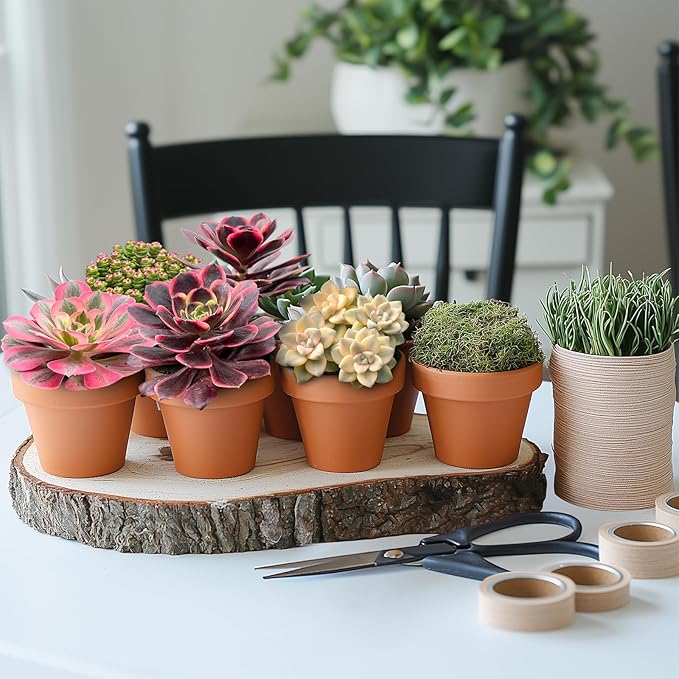 Live Succulents 'Apricot Beauty' (4-inch), Succulent Plants Fully Rooted in Pots with Soil, Easy-Care House Plant for DIY, Home Office Decor, Wedding Party Favor