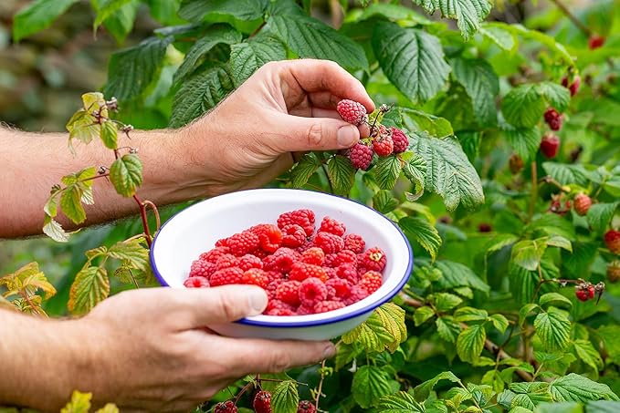 Gardenera Premium Raspberry Potting Soil Mix - Optimal Blend for Thriving and Juicy Berries - 20 Quart